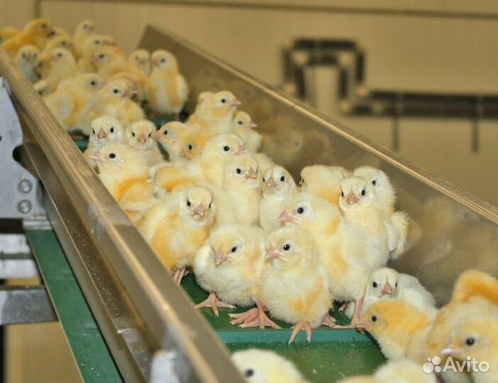 Сборщик на птицефабрику