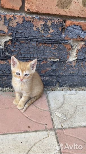 Котята в добрые руки бесплатно