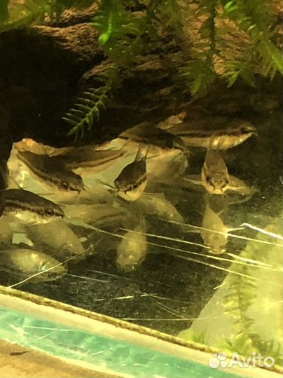 Продам разных коридорасов и севелию разлинованную