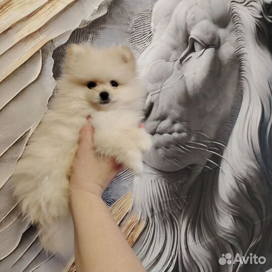 Померанский шпиц