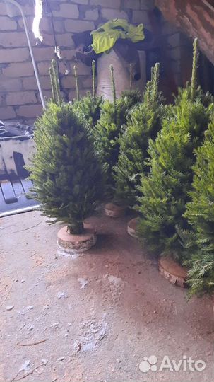 Ёлка из веток оптом. Икебана