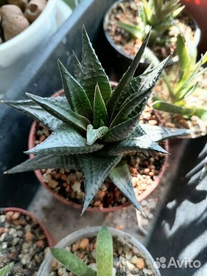 Суккуленты