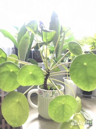 Пилея пеперомиевидная