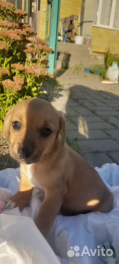 Щенки таксы