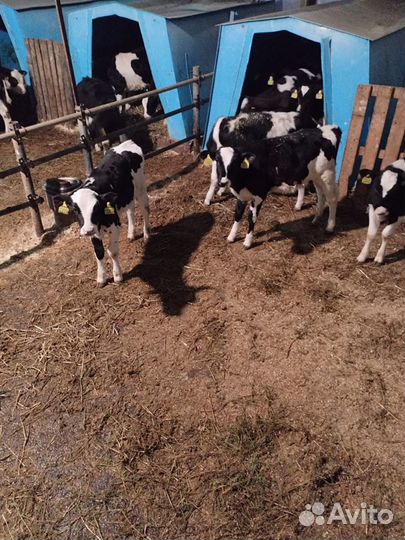 Телята бычки