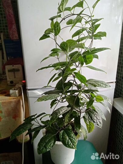 Клеродендрум Томпсон