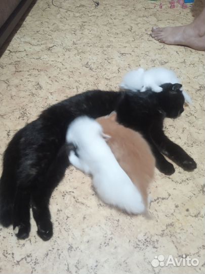 Котята, смесь британца