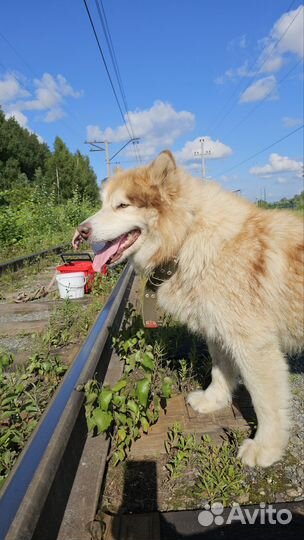 Защитный воротник для собак на липучке