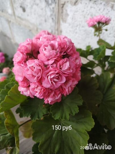 Пеларгония