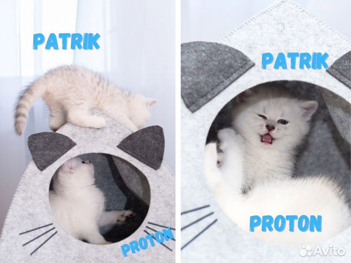 Клубные британские котята