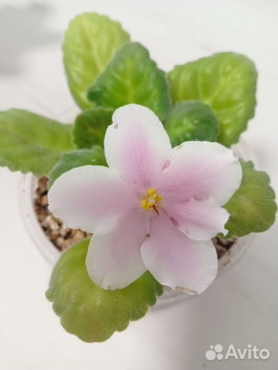 Набор из 3-х фиалок