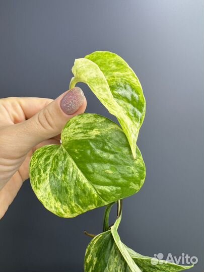 Сциндапсус марбл квин