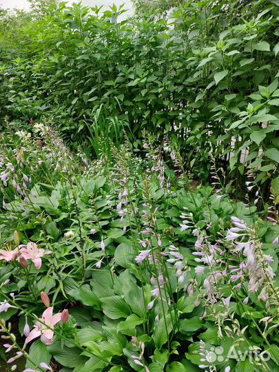 Хоста рассада /клубни / деленка