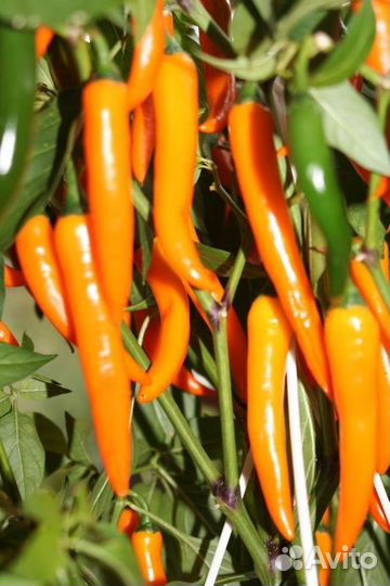 Семена острого перца