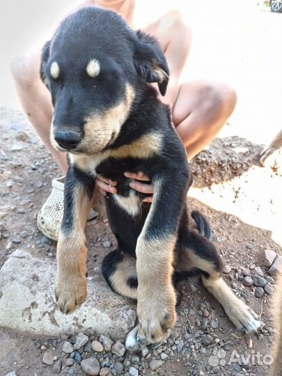 Продам щенят