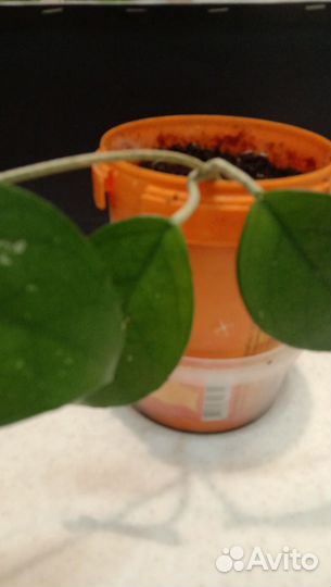 Хойя карноза взрослая и укоренные черенки