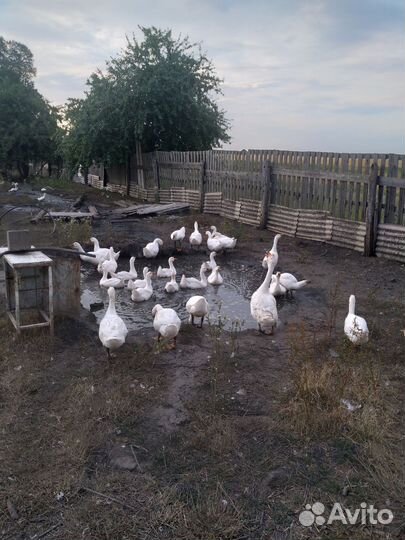 Утки белые
