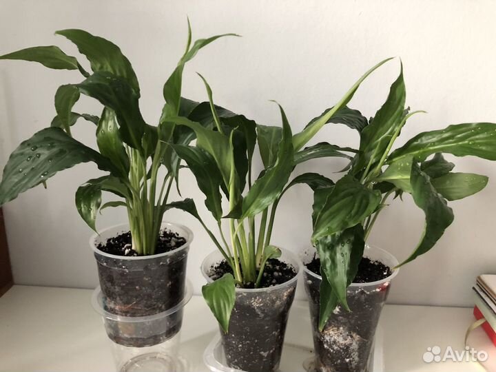 Бронь Спатифиллум