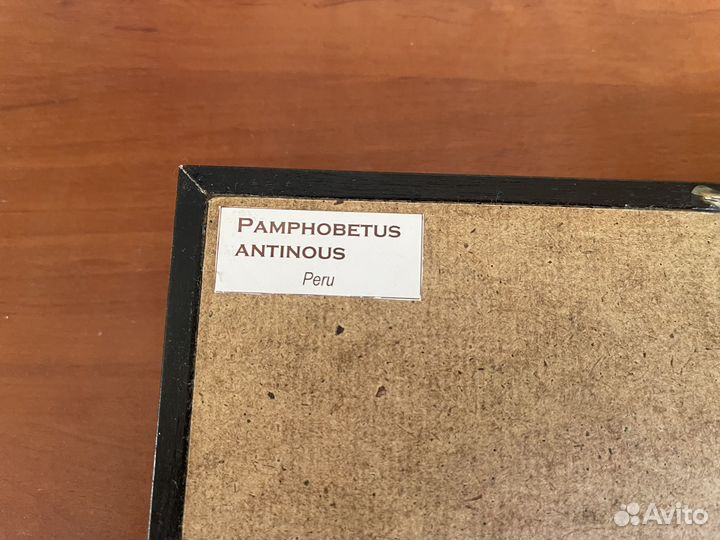 Паук птицеед в рамке