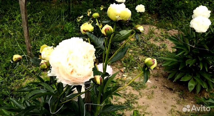 Пион Соланж