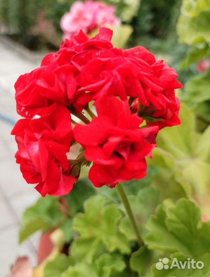 Пеларгония