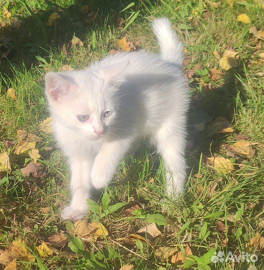 Котята в добрые руки бесплатно