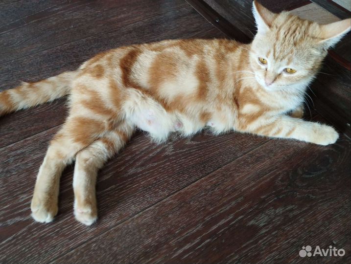 Котята в добрые руки бесплатно