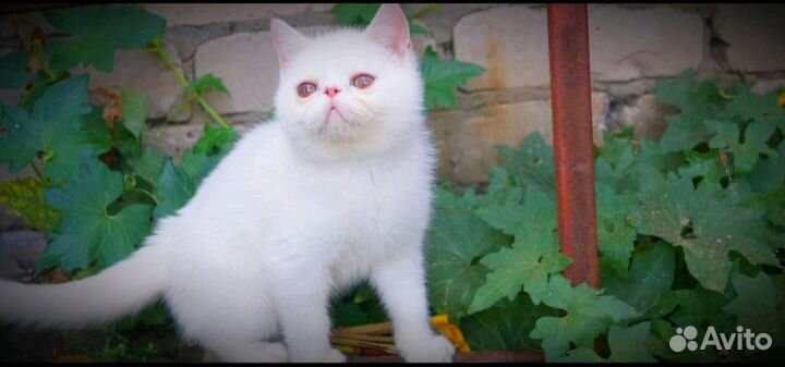Котята экзоты