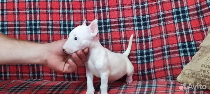 Бультерьер