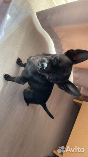 Чихуахуа мини, мальчик, вязка