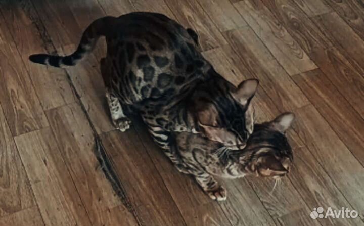 Бенгальский кот на вязку