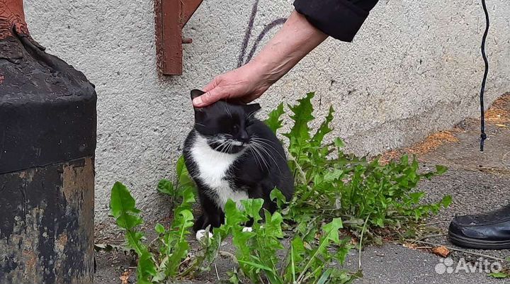 Маленькая черненькая кошечка