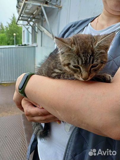 Подбросили в магазин ручного котенка Ищем дом