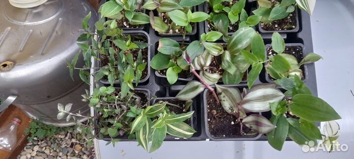 Традесканции