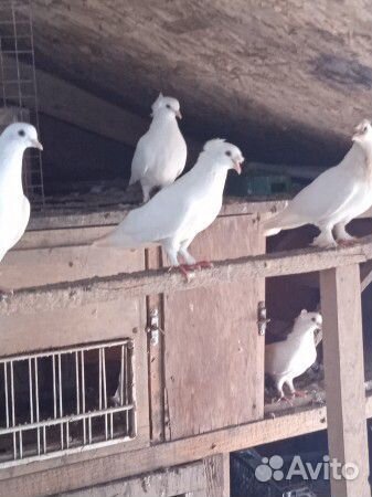 Голуби