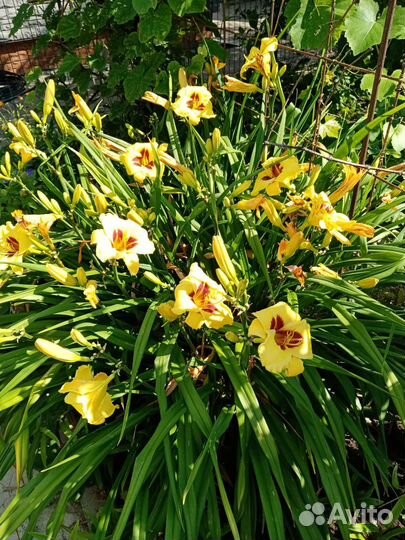 Лилейники, флоксы и другие