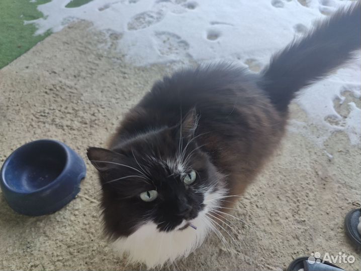 Кошка в дар