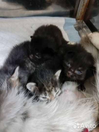 Брошенные котята