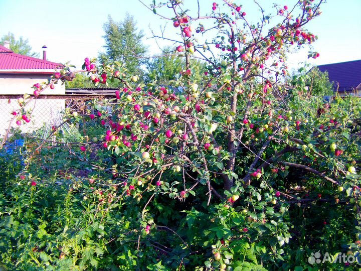 Яблоки, цена за ведро