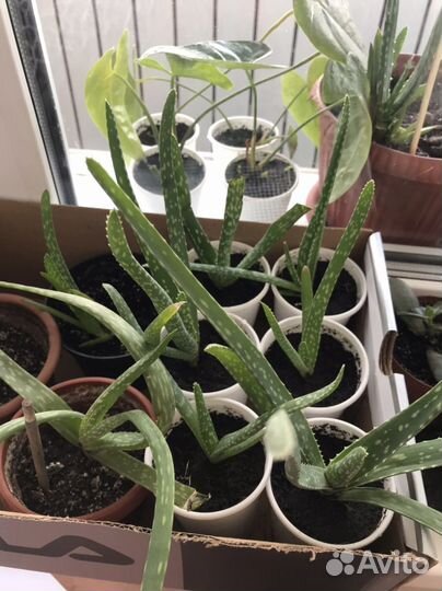 Денежное дерево и много других домашних цветов