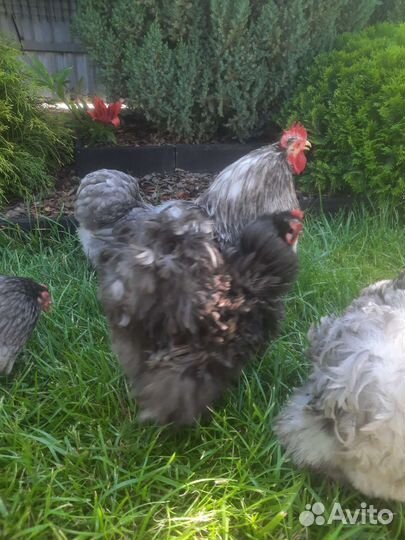 Карликовые кохинхины