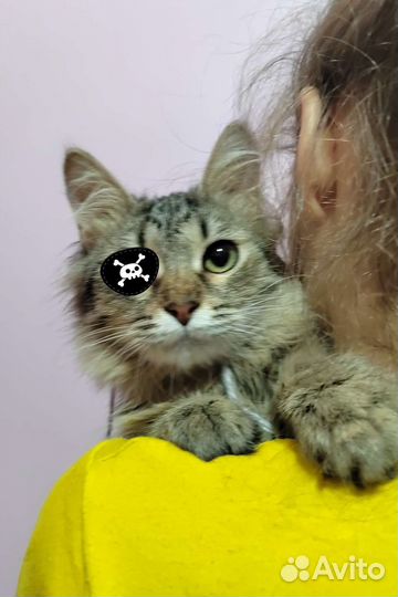 Кошка 1 год