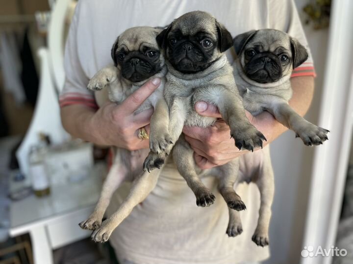 Щенки мопса с документами