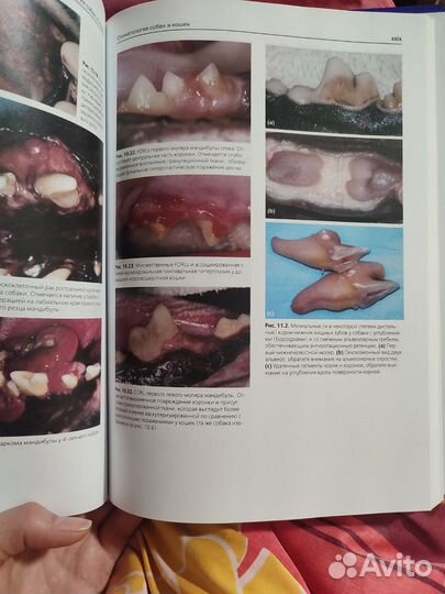 Стоматология собак и кошек