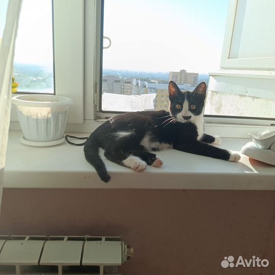 Кота в добрые руки