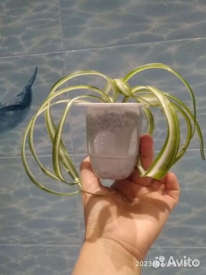 Хлорофитум кудрявый детки