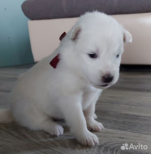 Щенки самоеда