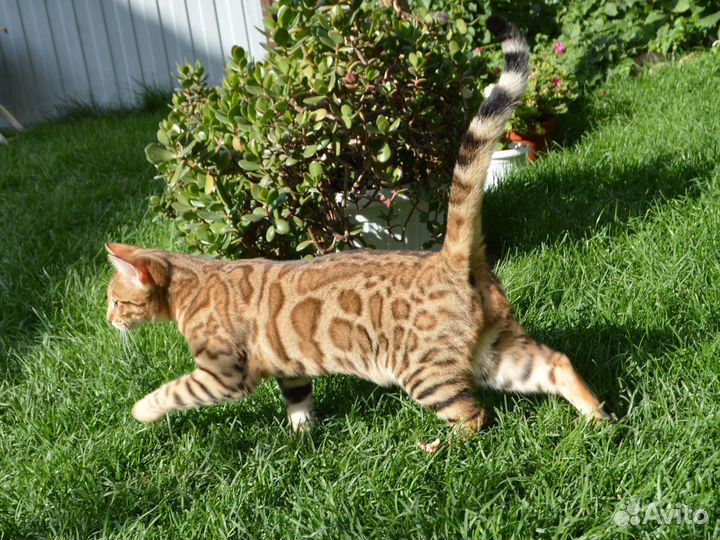 Эффектная девочка для выставок и плем. работы