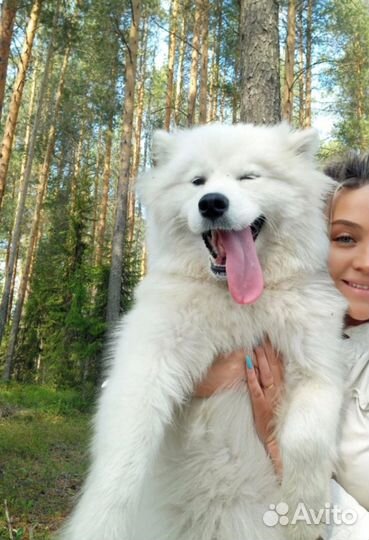 Самоедская лайка очаровательные щенки