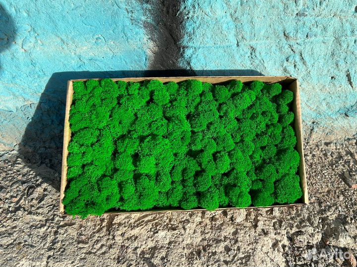 Стабилизированный мох